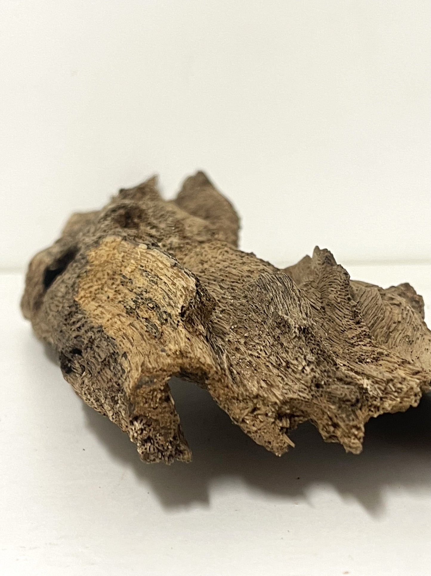 Australian Agarwood Log