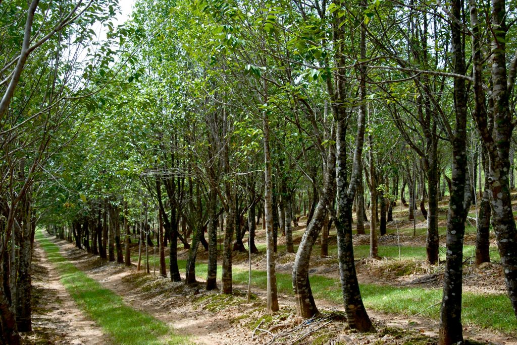 agarwood plant seeds Agarwood Seeds – New Mountain Merchants