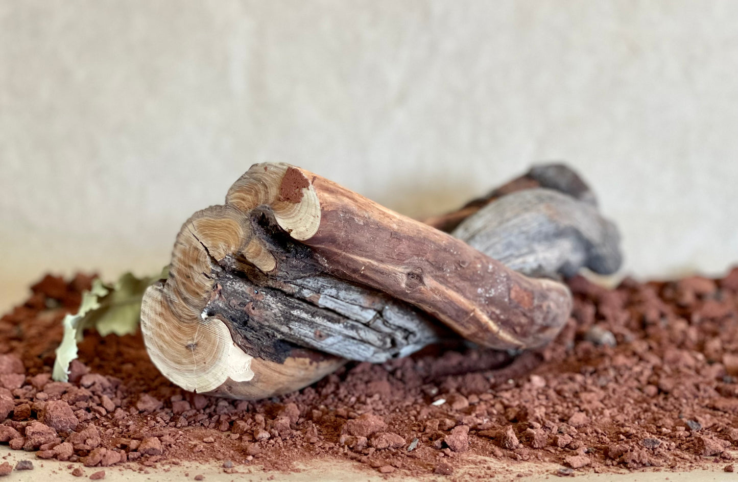Tjiwarl Wild Sandalwood Coming Soon