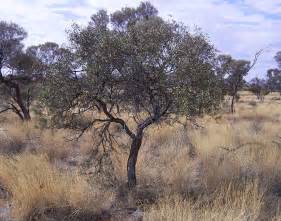 Wild Sandalwood? Western Australia? We are so lucky