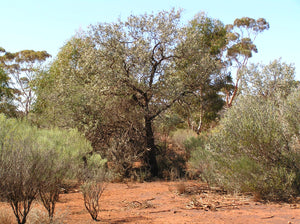 Sustainability of Wild Western Australian Sandalwood