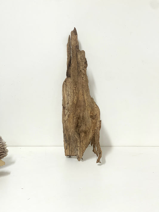 Australian Agarwood Log