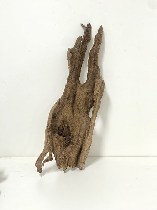 Australian Agarwood Log