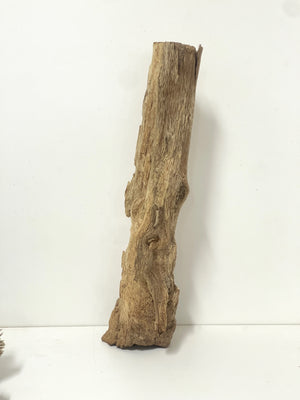 Australian Agarwood Log